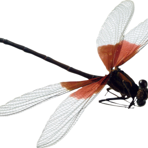 Dragonfly PNG