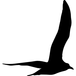 Gull PNG