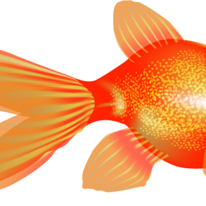 Goldfish PNG