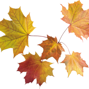 autumn PNG leaves