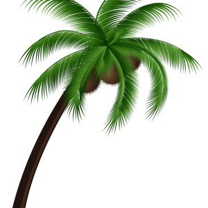 Palm tree PNG