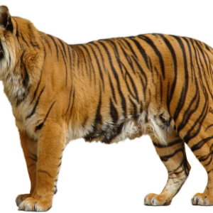 Tiger PNG