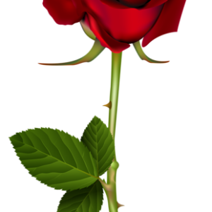 Rose PNG