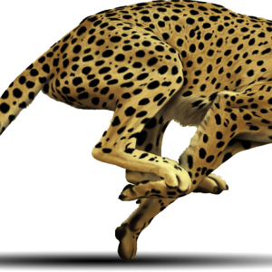 Cheetah PNG