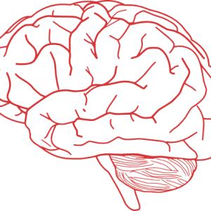 Brain PNG