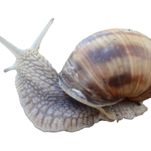 Snail PNG