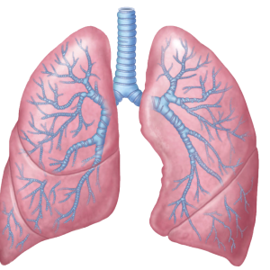 Lungs PNG
