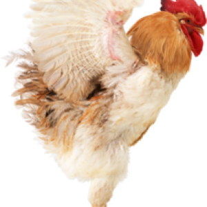 Cock PNG