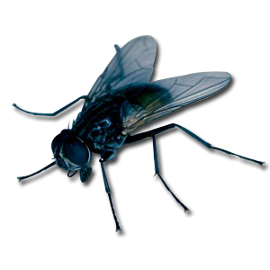 fly PNG image