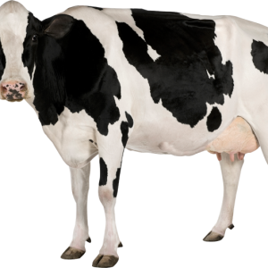 cow PNG