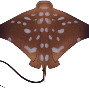 Stingray PNG