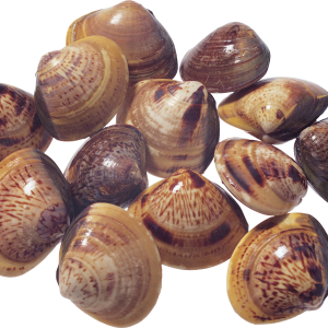 Seashell PNG