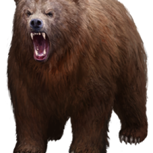 bear PNG