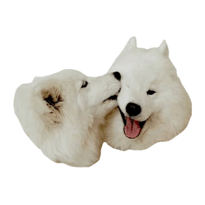 Samoyed PNG