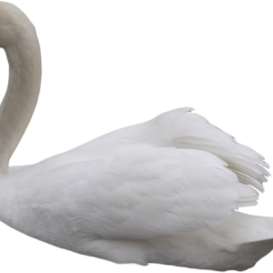 White swan PNG
