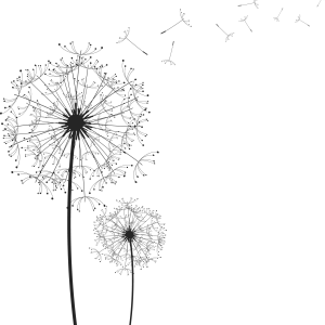 Dandelion PNG