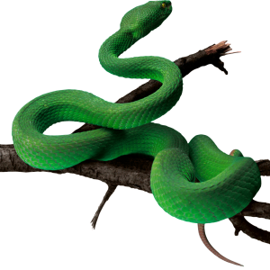 Green snake PNG image