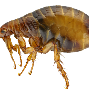 Flea PNG