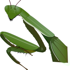 Mantis PNG