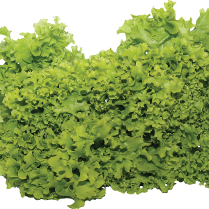 Green salad PNG image