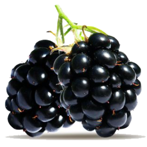 Blackberry PNG