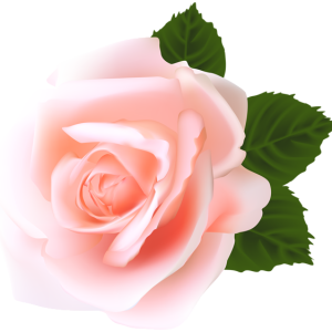 Rose PNG