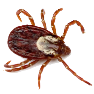 Tick insect PNG
