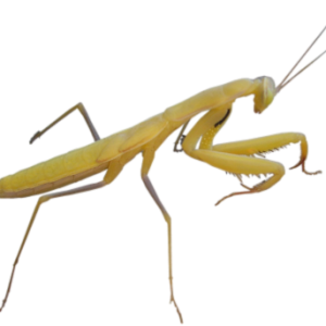 Mantis PNG