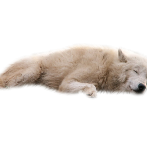 Wolf PNG