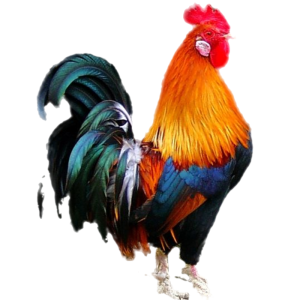 Cock PNG