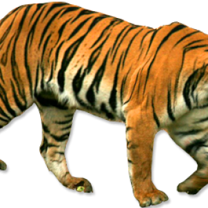 Tiger PNG