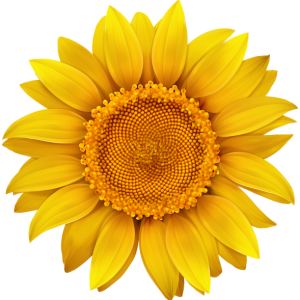 Sunflower PNG