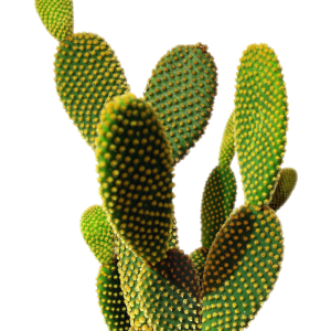 Cactus PNG image