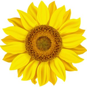 Sunflower PNG