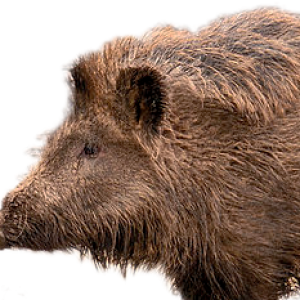 Boar PNG