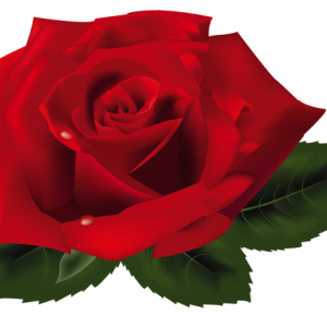 Rose PNG