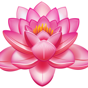 Lotus flower PNG