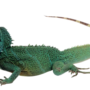 Iguana PNG