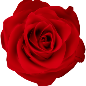 Rose PNG