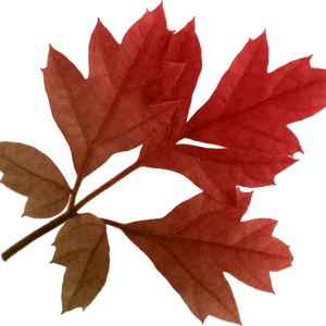 autumn PNG leaf
