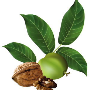 Walnut PNG