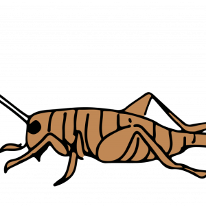 Cricket insect PNG