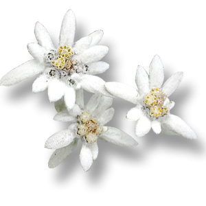 Edelweiss PNG