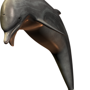 Dolphin PNG image