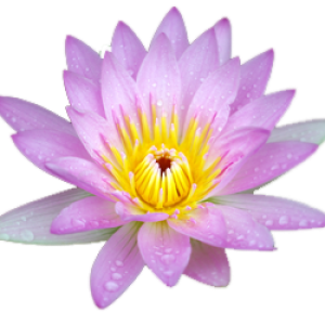 Lotus flower PNG