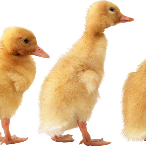 Duck PNG image