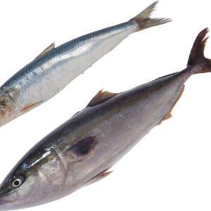 Fish PNG