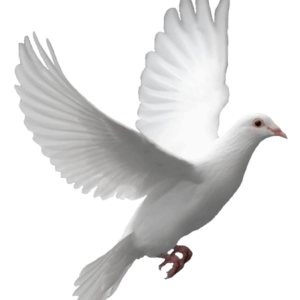 pigeon PNG image