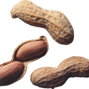 Peanut PNG