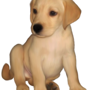 Labrador Retriever PNG